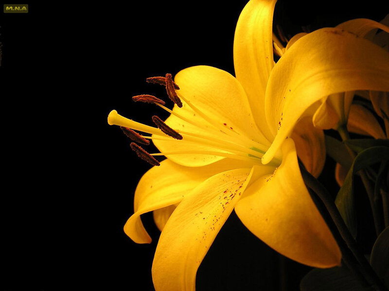Yellow Lily Flower — Dramatic, Dark Background