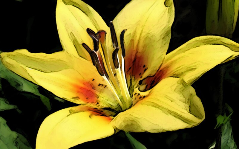 Yellow Lily Flower — Dramatic, Digital Art, Petals, Stamen