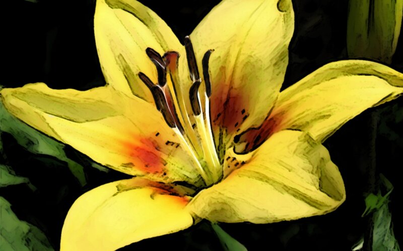 Yellow Lily Flower — Dramatic, Digital Art