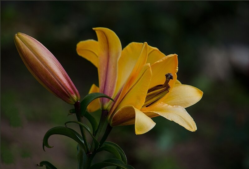 Yellow Lily Flower — Dramatic, Photograph, Bud, Stem