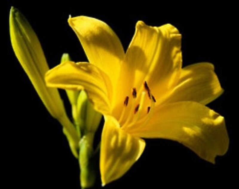 Yellow Lily Flower — Dramatic, Photograph, Bud