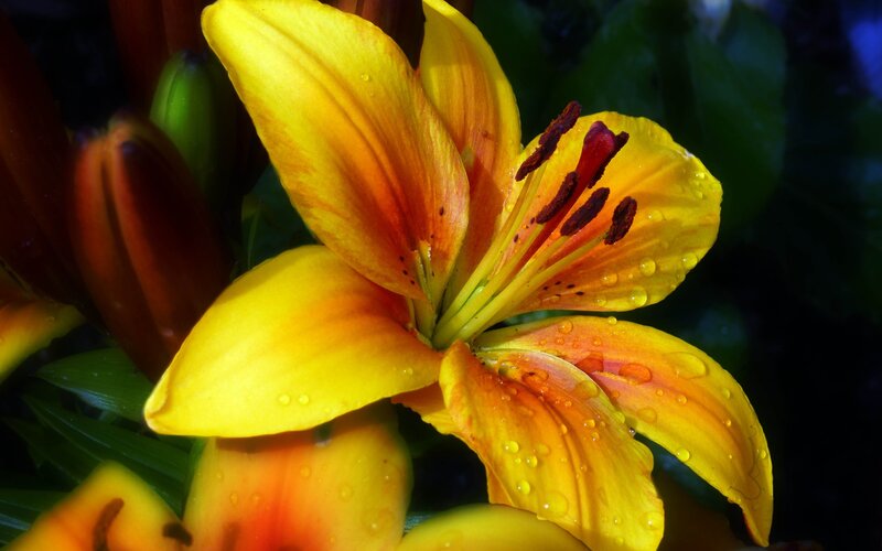 Yellow Lily Flower — Dramatic, Photograph, Buds, Leaves