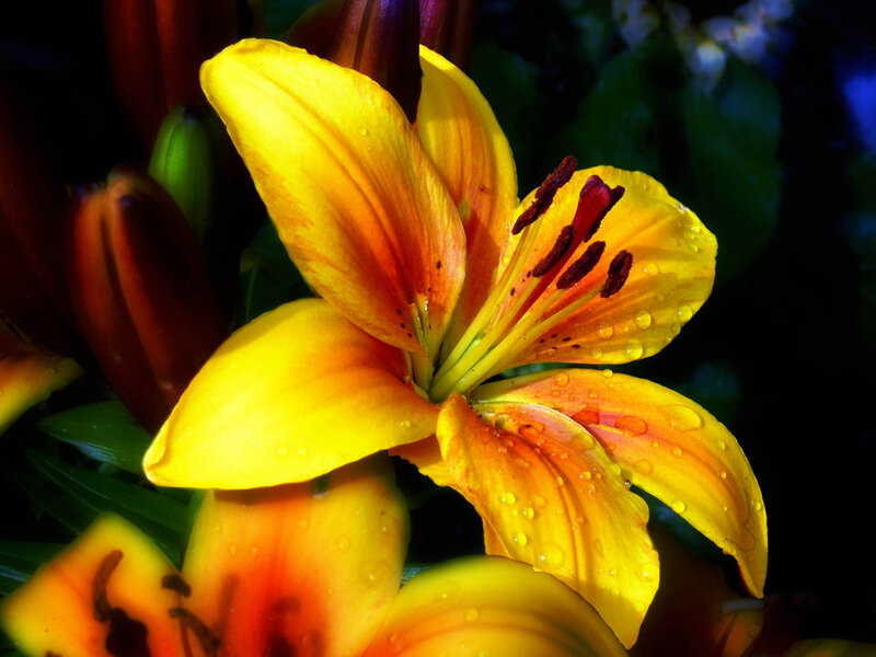 Yellow Lily Flower — Dramatic, Photograph, Buds