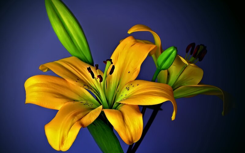 Yellow Lily Flower — Dramatic, Photograph, Green Bud, Stamen