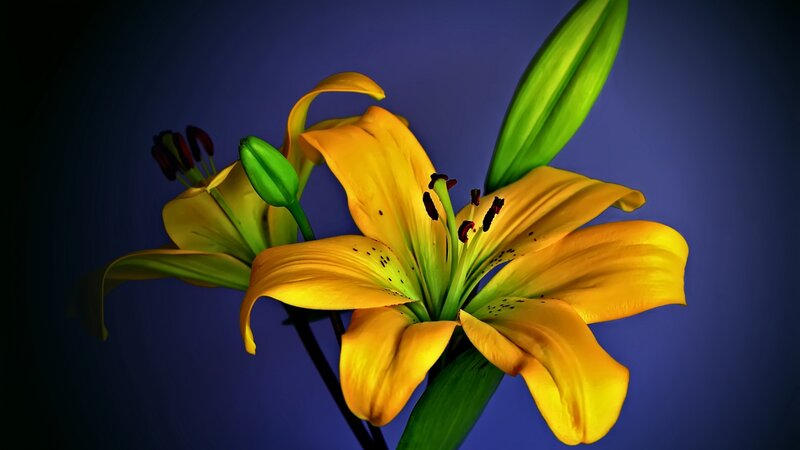 Yellow Lily Flower — Dramatic, Photograph, Green Bud