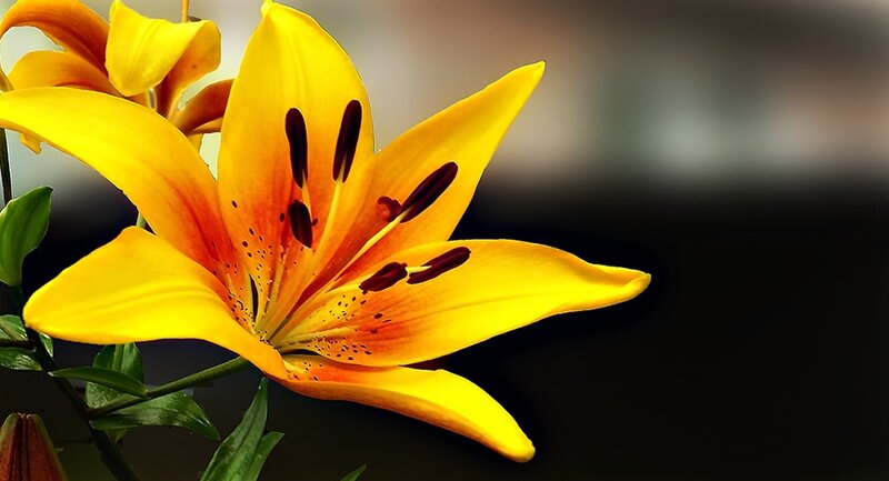 Yellow Lily Flower — Dramatic, Photograph, Green Leaves