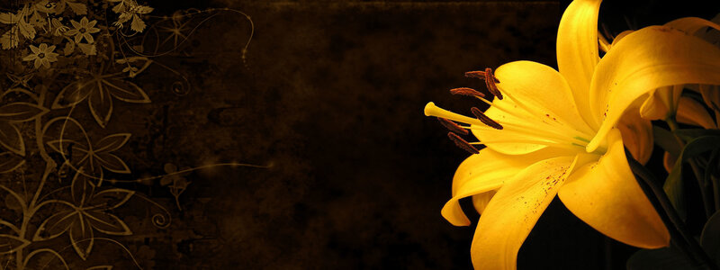 Yellow Lily Flower — Dramatic, Photograph, Petals