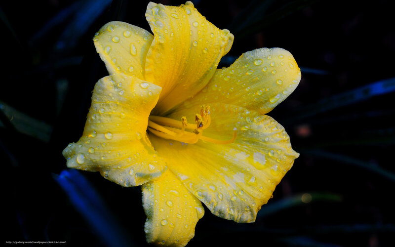 Yellow Lily Flower — Dramatic, Photograph, Raindrops