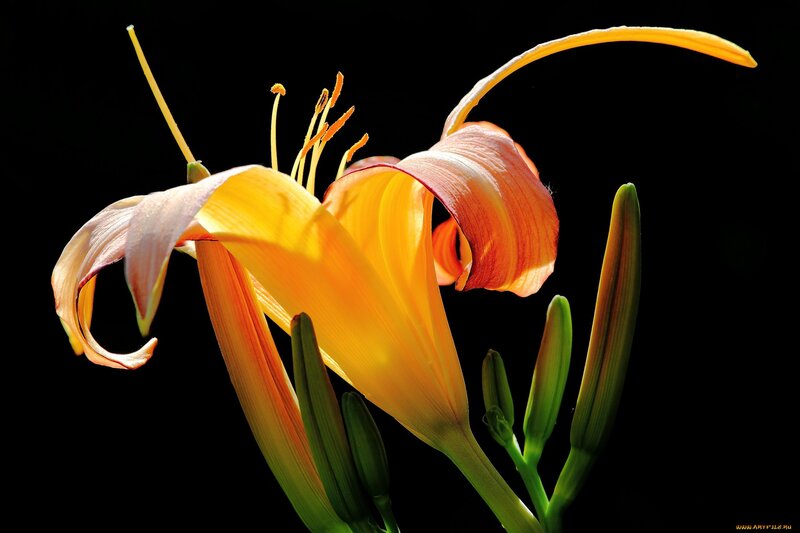 Yellow Lily Flower — Dramatic, Photograph, Stamen, Bud
