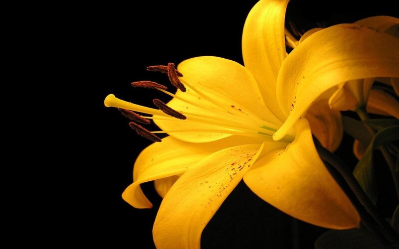 Yellow Lily Flower — Dramatic, Photograph, Stamen, Petal, Dark Background