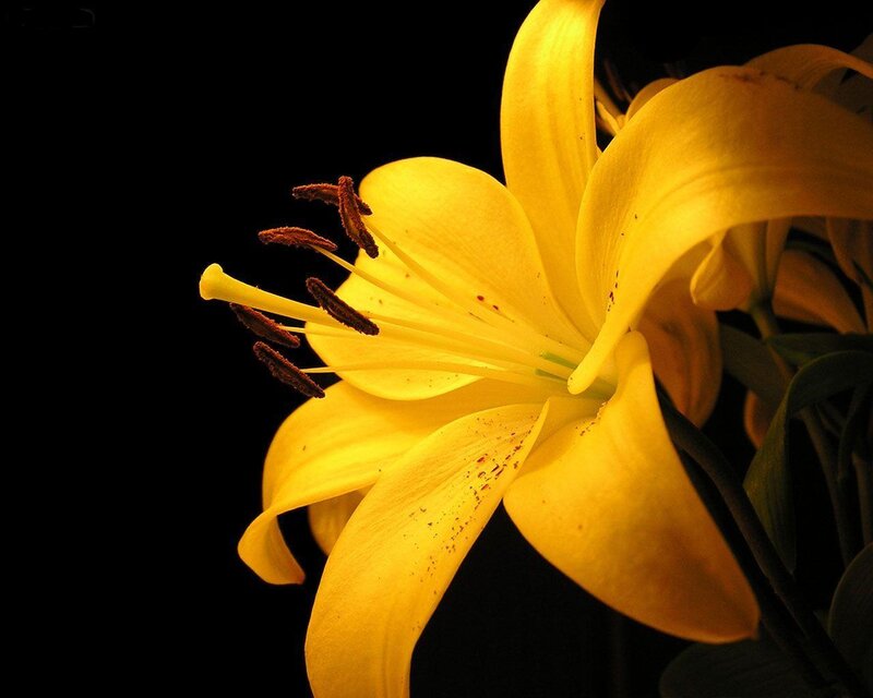 Yellow Lily Flower — Dramatic, Photograph, Stamen, Petal