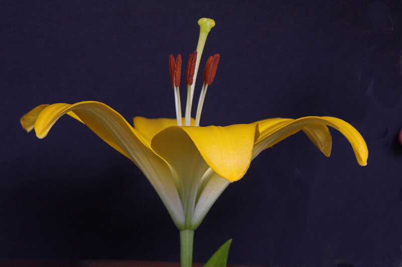 Yellow Lily Flower — Dramatic, Photograph, Stamen