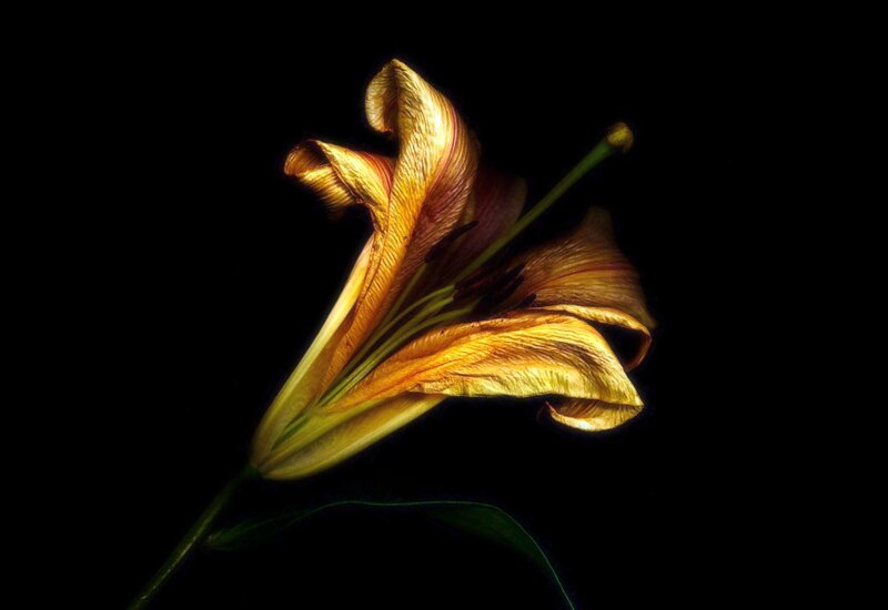 Yellow Lily Flower — Dramatic, Photograph, Stem, Petals