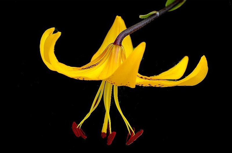Yellow Lily Flower — Dramatic, Photograph, Stem