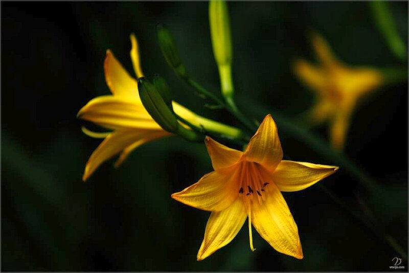 Yellow Lily Flower — Dramatic