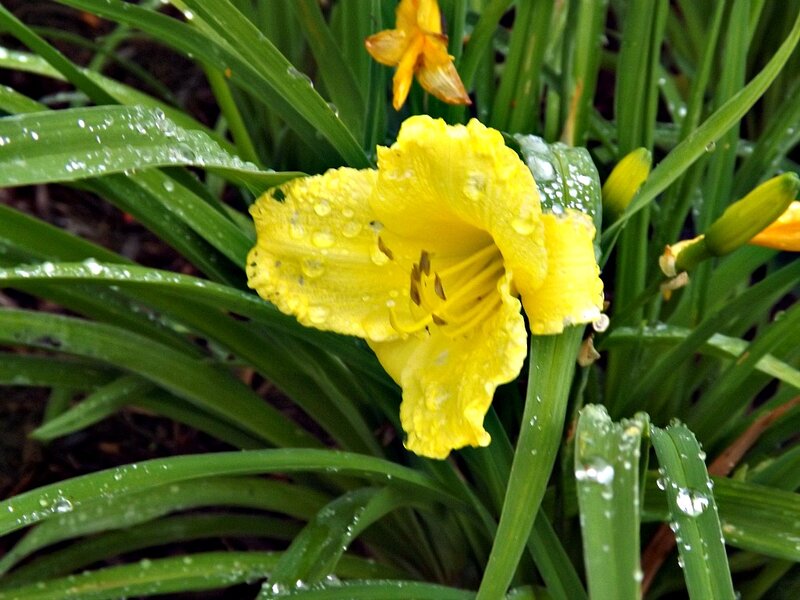Yellow Lily Flower — Fresh