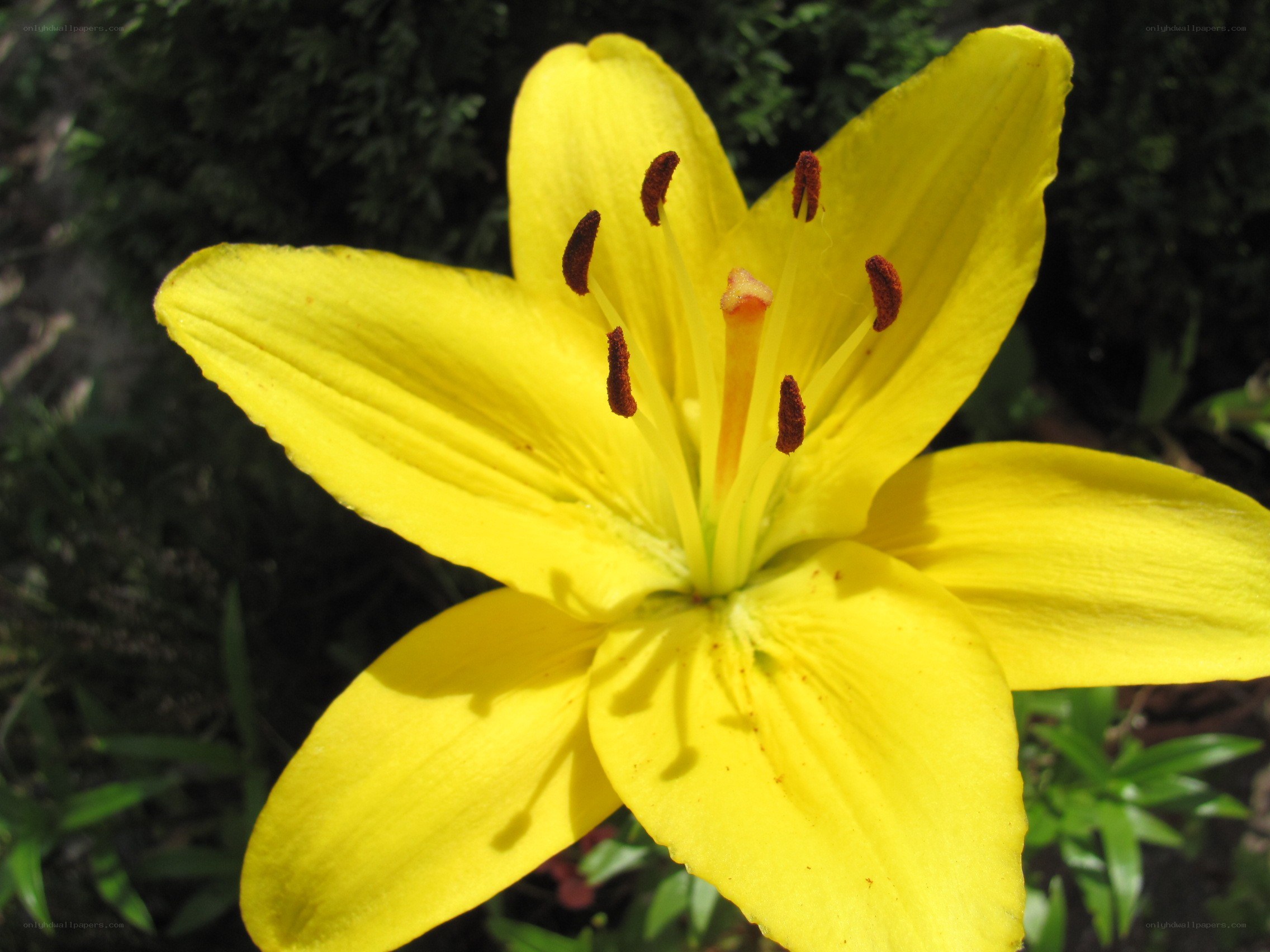 Yellow lily flower in bloom