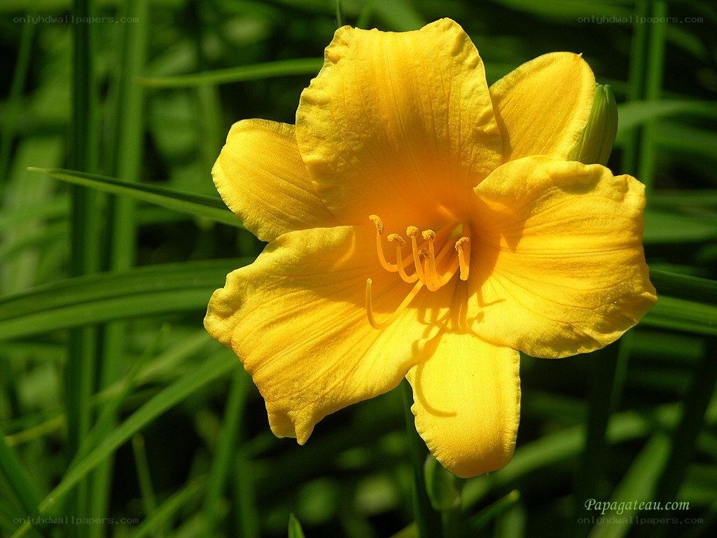yellow lily flower in garden