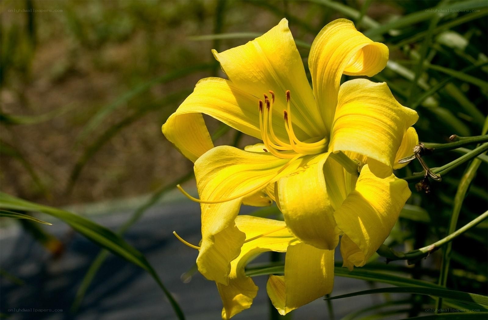 yellow lily flower in garden