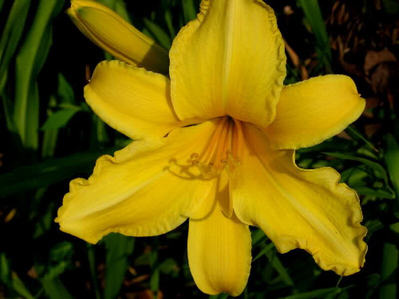 Yellow Lily Flower — Natural, Afternoon