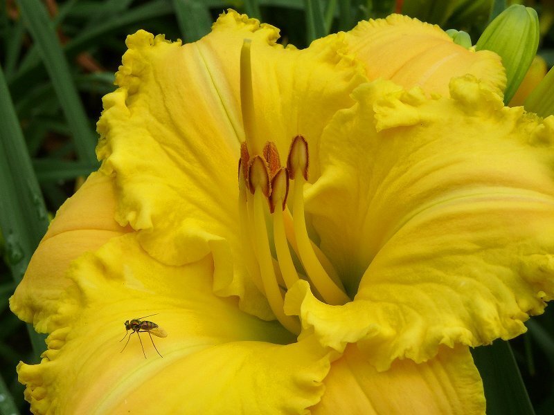 Yellow Lily Flower — Natural, Morning