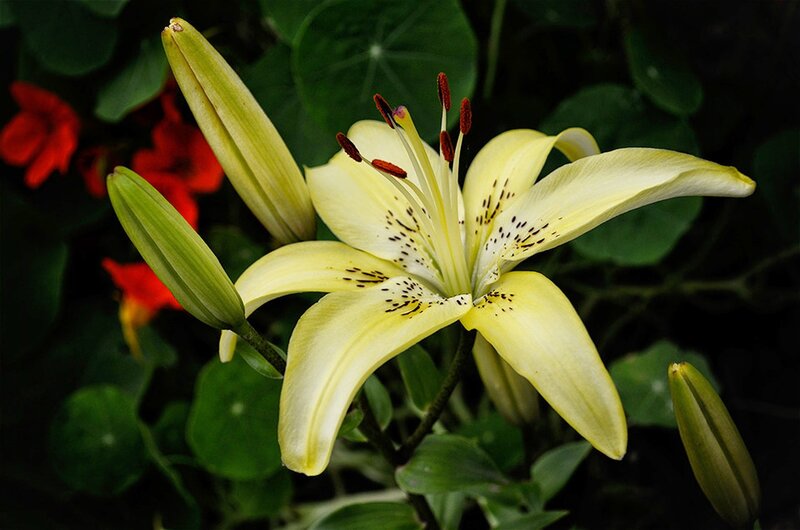 Yellow Lily Flower — Natural, Photograph, Buds