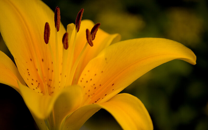 Yellow Lily Flower — Natural, Photograph, Petals, Stamen, Spots