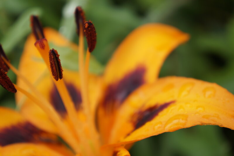 Yellow Lily Flower — Natural, Photograph, Petals, Stamen