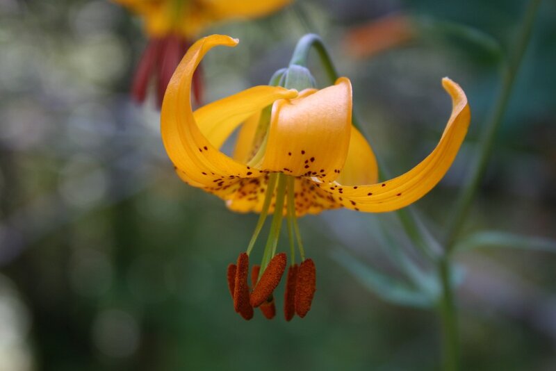 Yellow Lily Flower — Natural, Photograph, Stamen, Green Stem