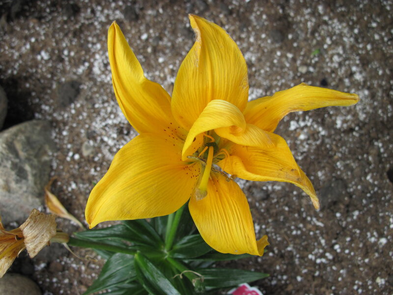 Yellow Lily Flower — Natural, Photograph