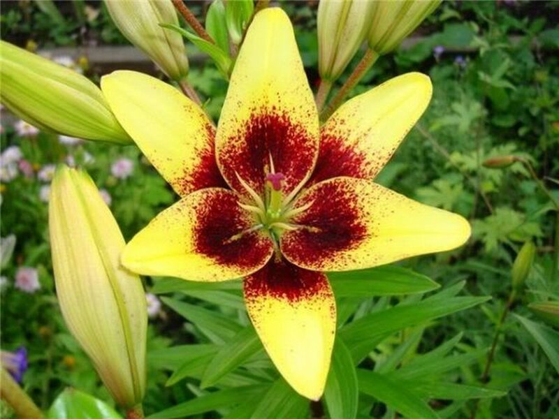 Yellow Lily Flower — Natural, Summer