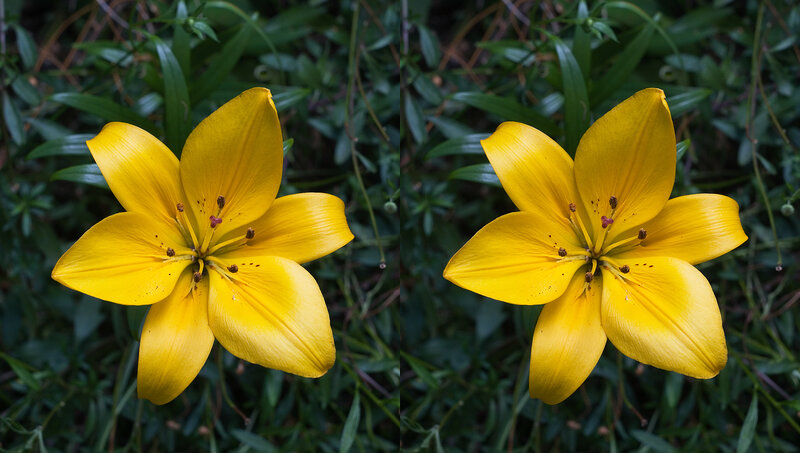 Yellow Lily Flower — Natural