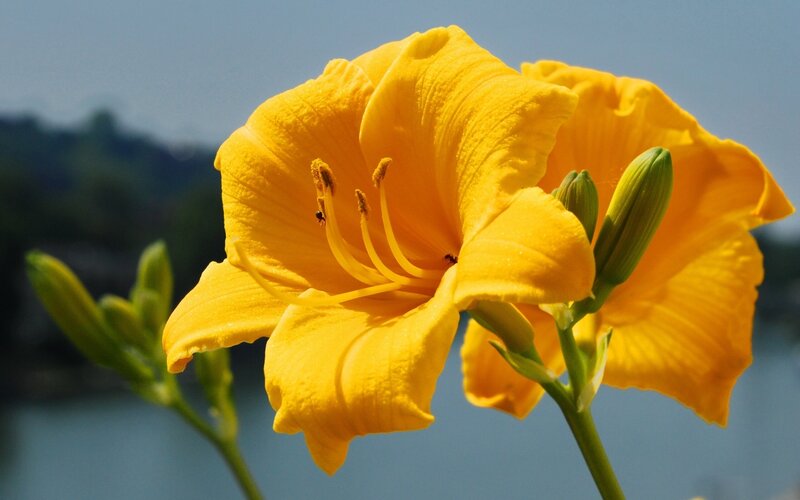 Yellow Lily Flower — Serene, Afternoon, Photograph, Bud, Stem, Insect