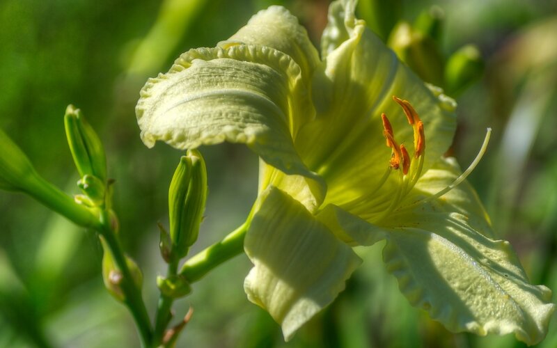 Yellow Lily Flower — Serene, Afternoon, Photograph, Buds, Stamen