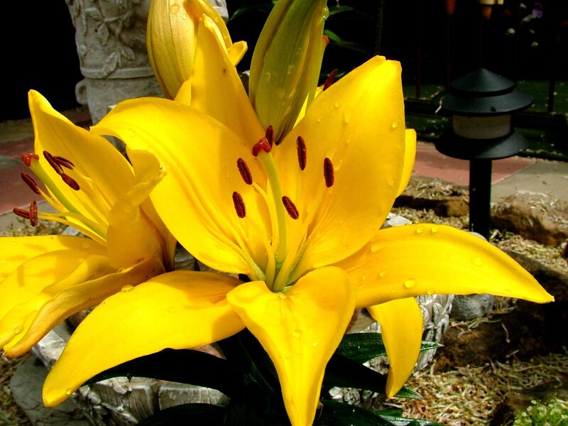 Yellow Lily Flower — Serene, Afternoon, Photograph, Garden