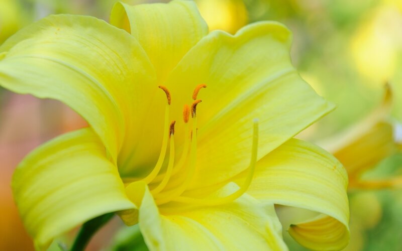 Yellow Lily Flower — Serene, Afternoon, Photograph, Petals