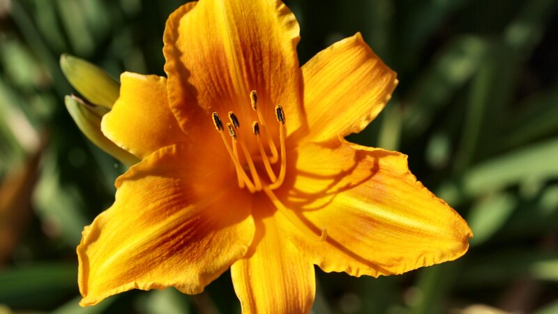 Yellow Lily Flower — Serene, Afternoon, Photograph, Stamen