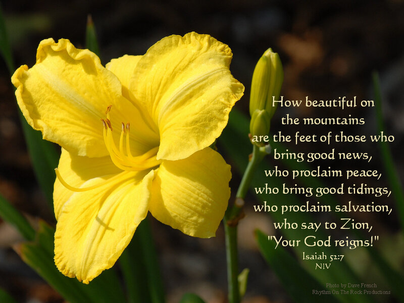 Yellow Lily Flower — Serene, Afternoon