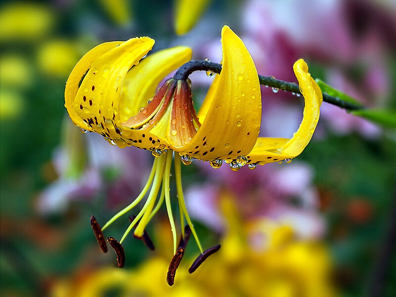 Yellow Lily Flower — Serene, Morning