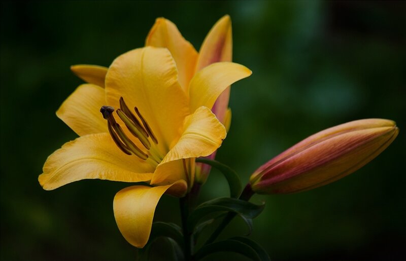 Yellow Lily Flower — Serene, Photograph, Bud