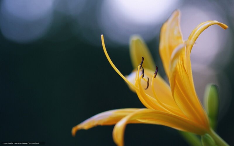 Yellow Lily Flower — Serene, Photograph, Petals