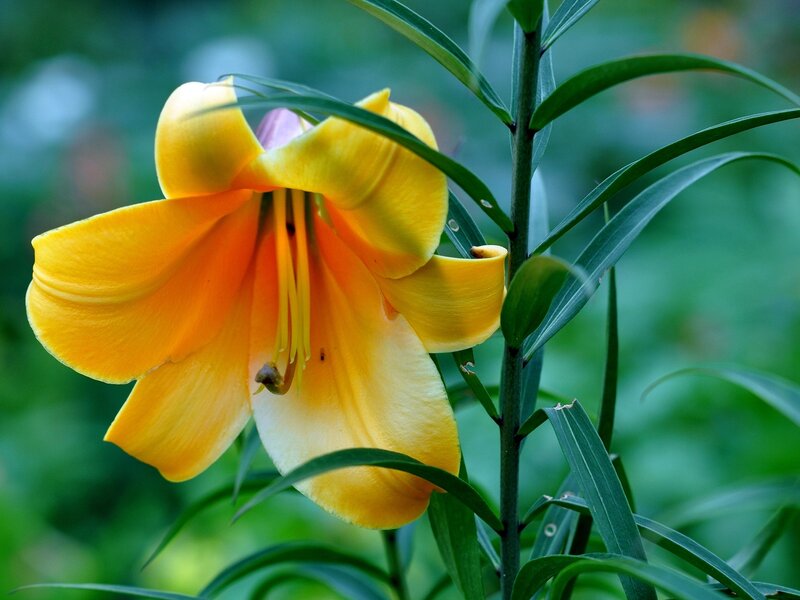 Yellow Lily Flower — Serene, Photograph, Stem