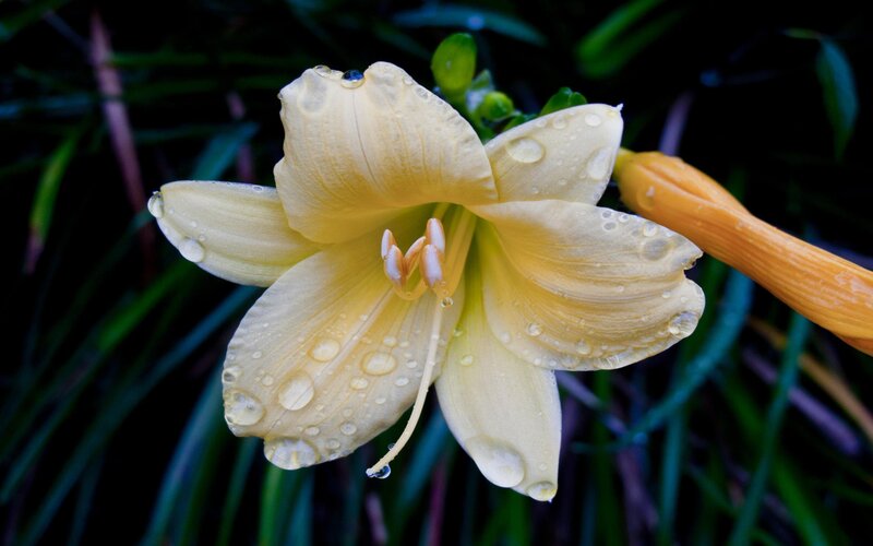 Yellow Lily Flower — Serene, Photograph