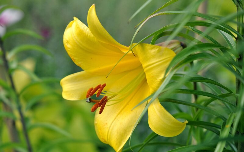 Yellow Lily Flower — Serene, Summer