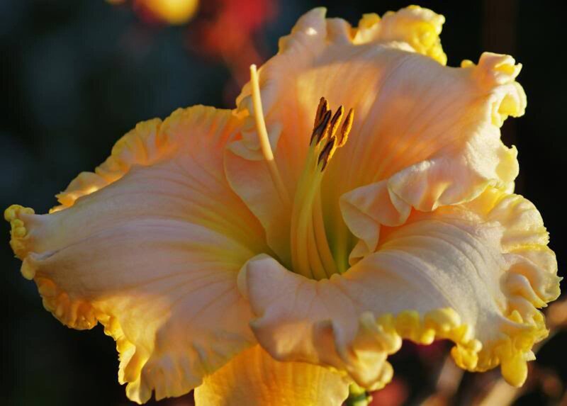 Yellow Lily Flower — Serene, Sunset