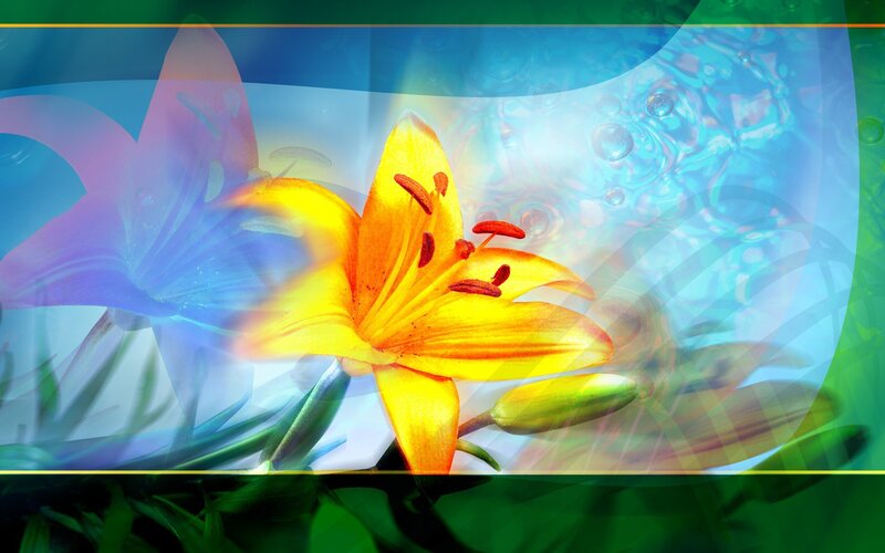 Yellow Lily Flower — Serene