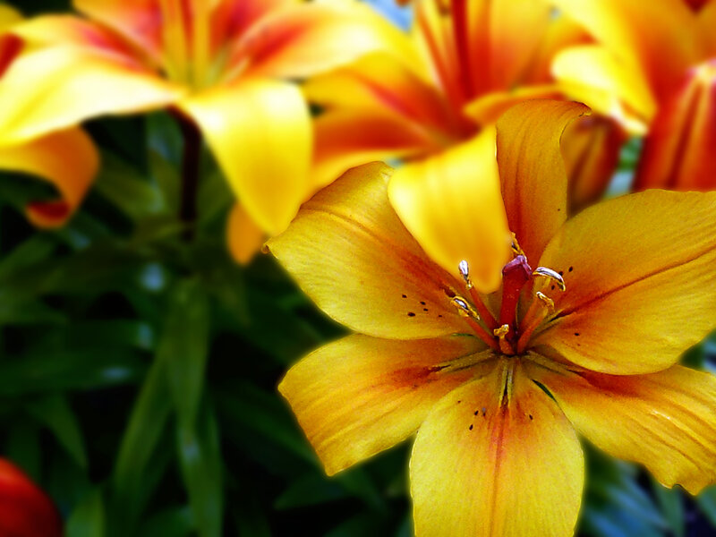 Yellow Lily Flower — Vibrant, Afternoon