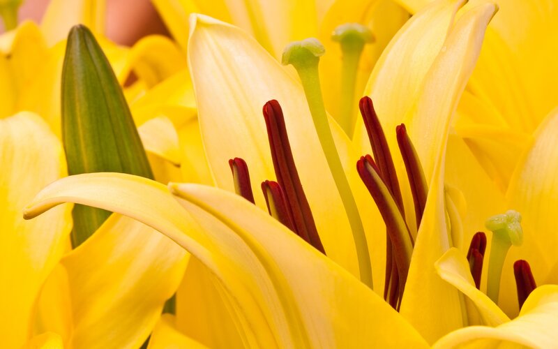 Yellow Lily Flower — Vibrant, Photograph, Petals