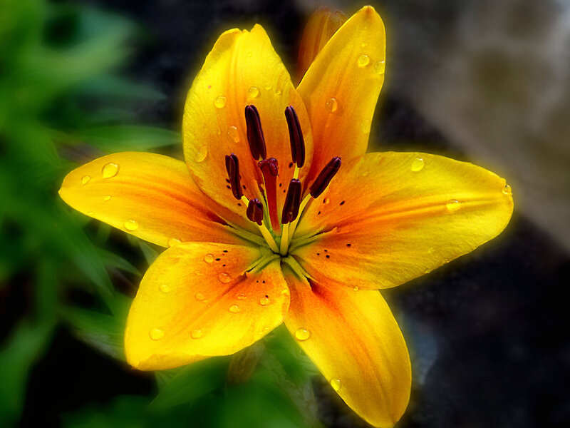 Yellow Lily Flower — Vibrant, Photograph
