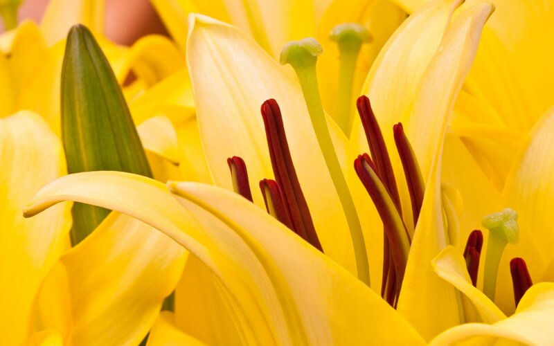 Yellow Lily Flower — Vibrant